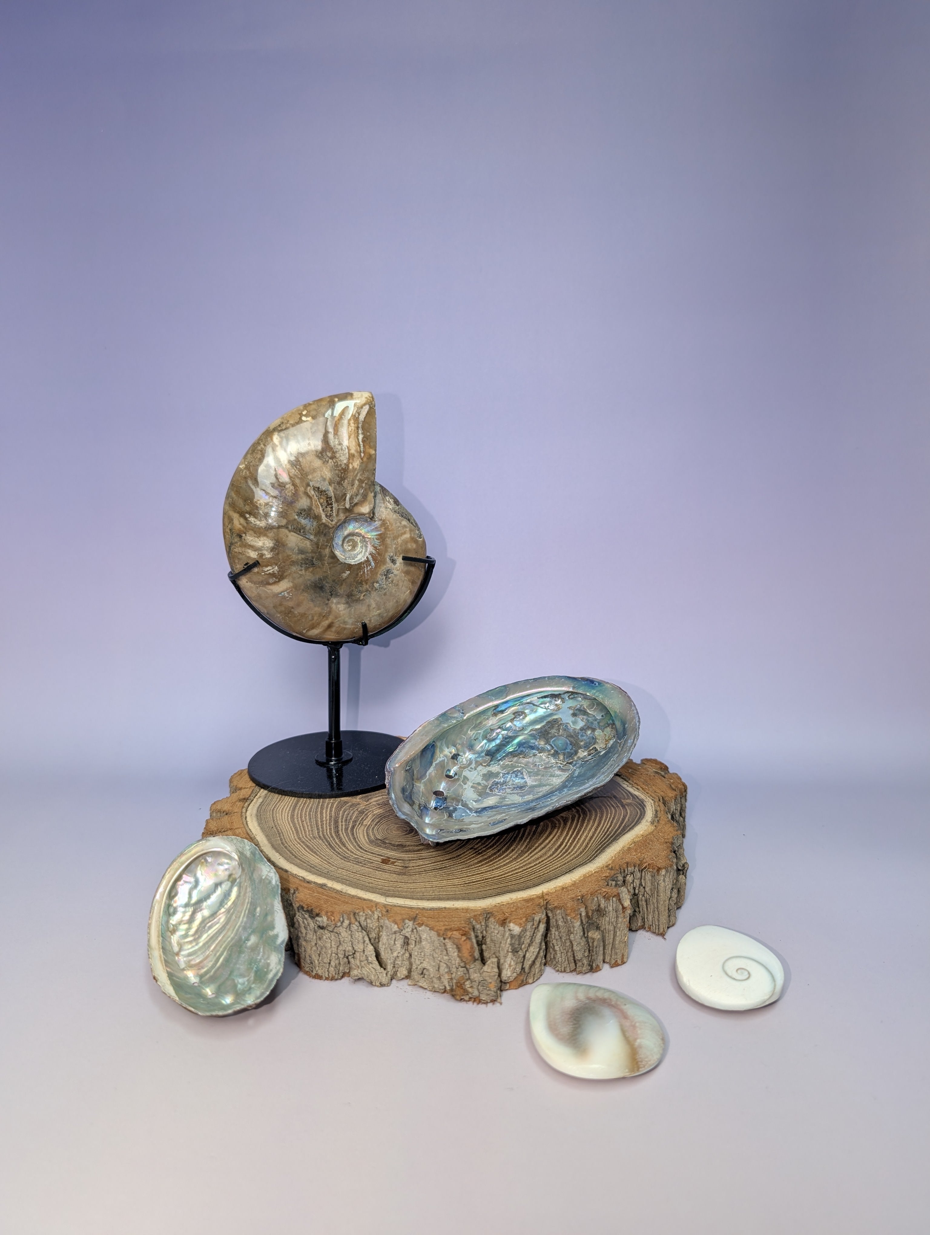 Fossilien & Muscheln