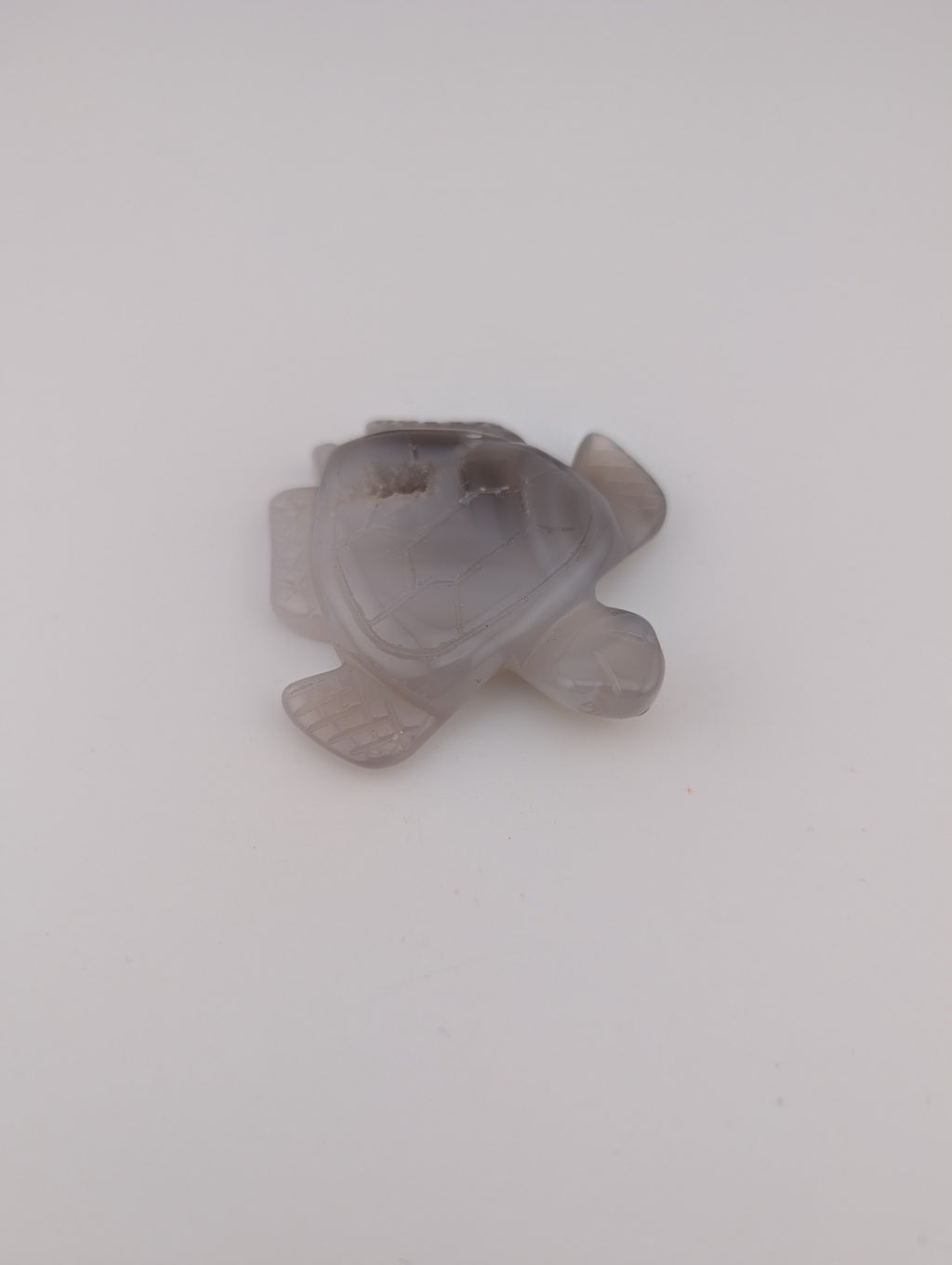 Schildkröte