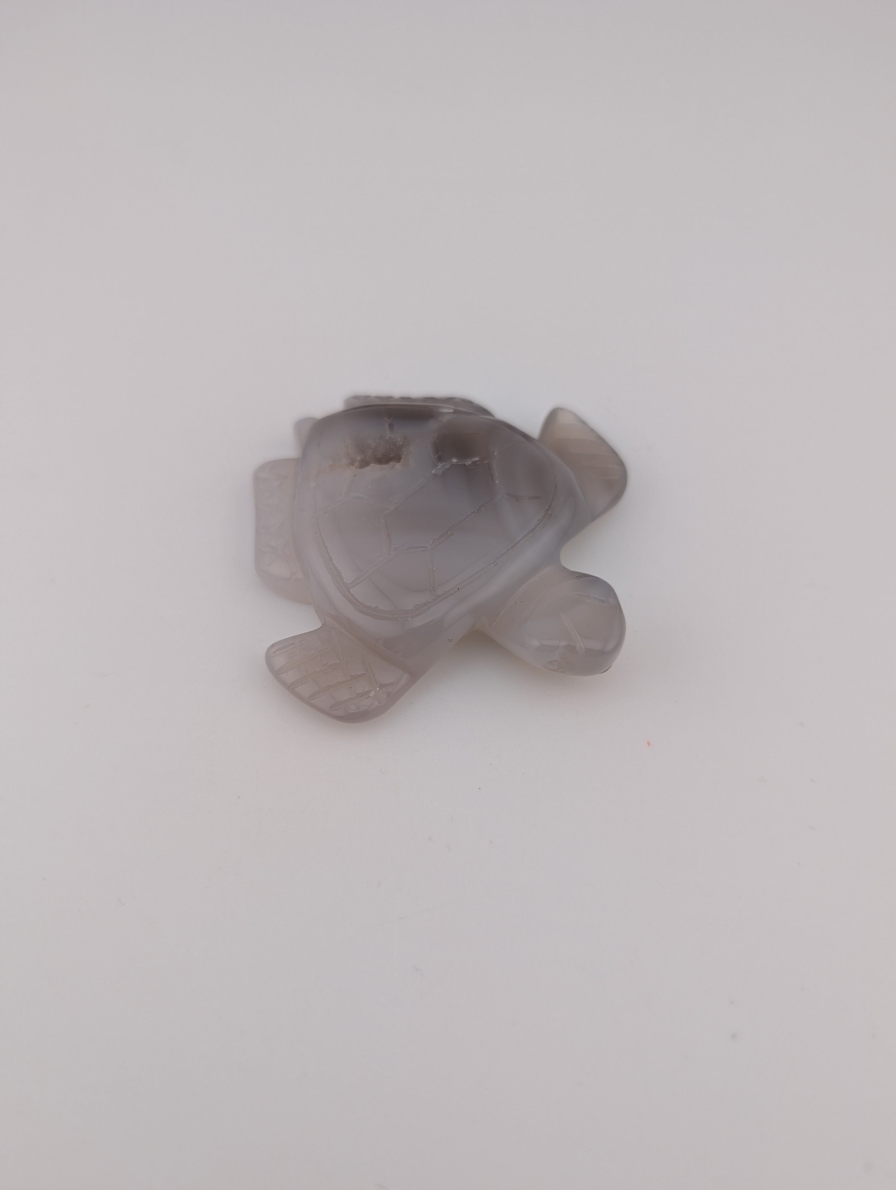 Schildkröte
