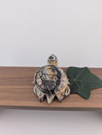 Bilder Jaspis Schildkröte