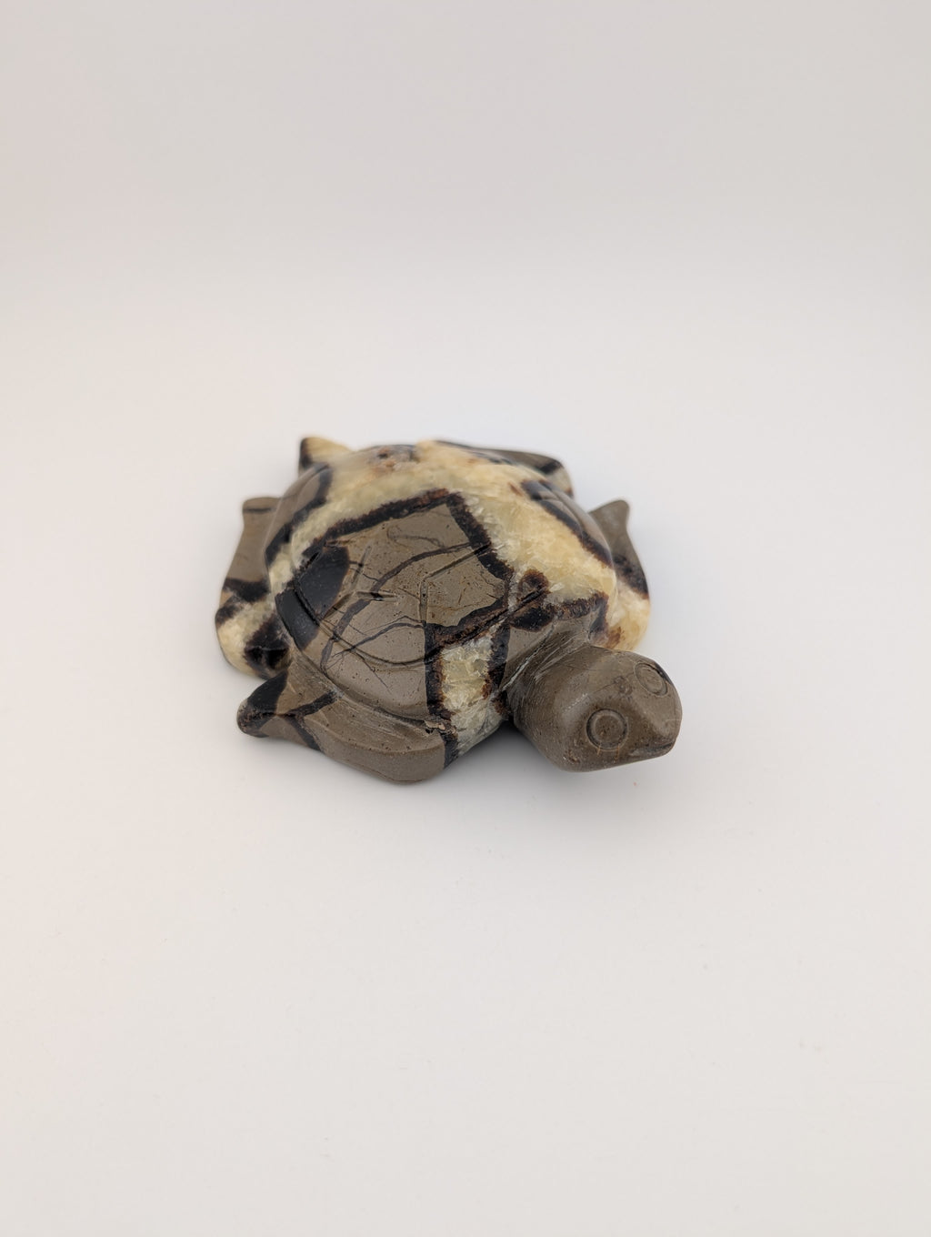 Septarien Schildkröte