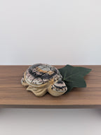 Bilder Jaspis Schildkröte