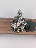Bilder Jaspis Schildkröte