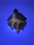 Septarien Schildkröte