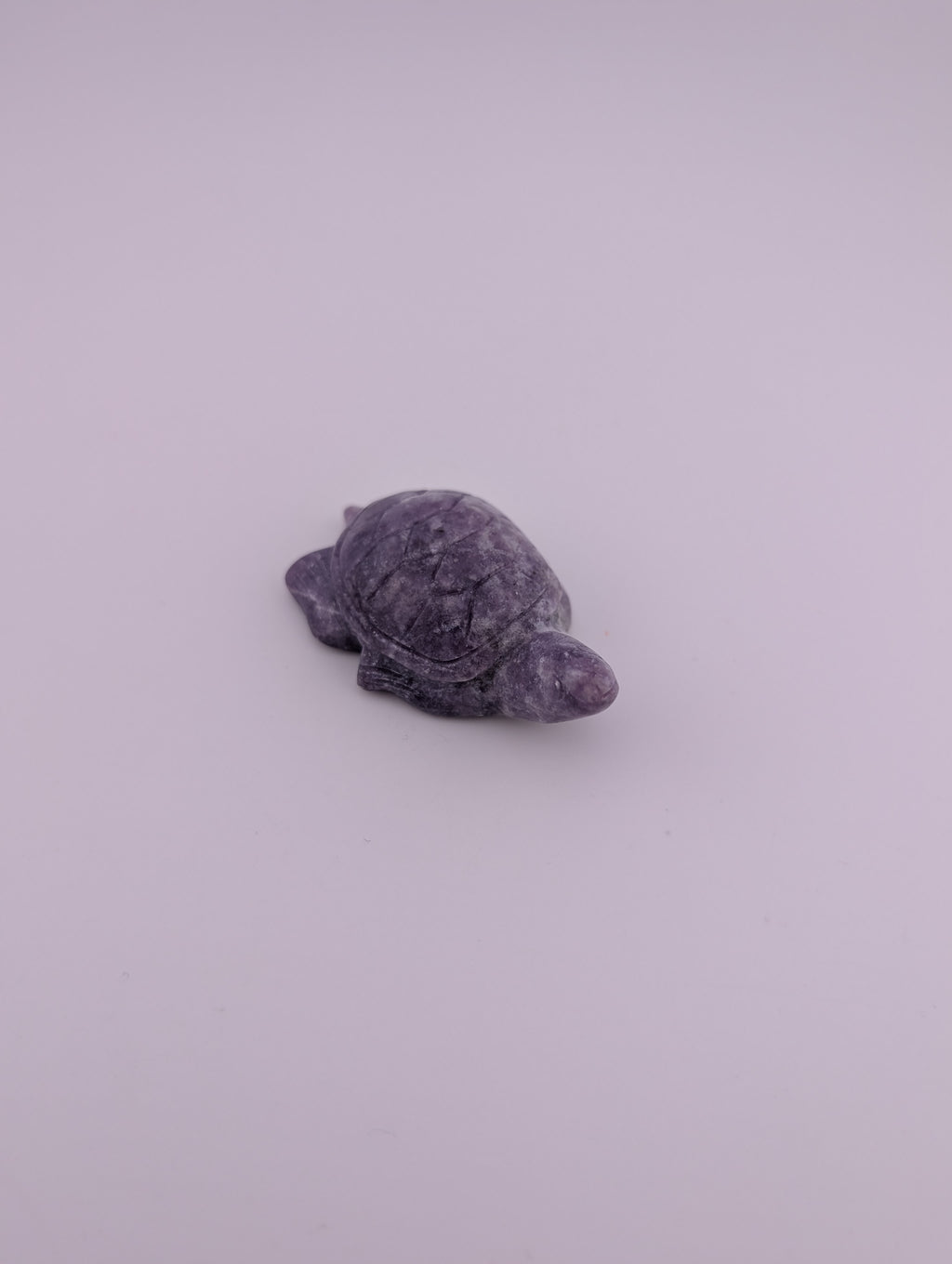 Schildkröte