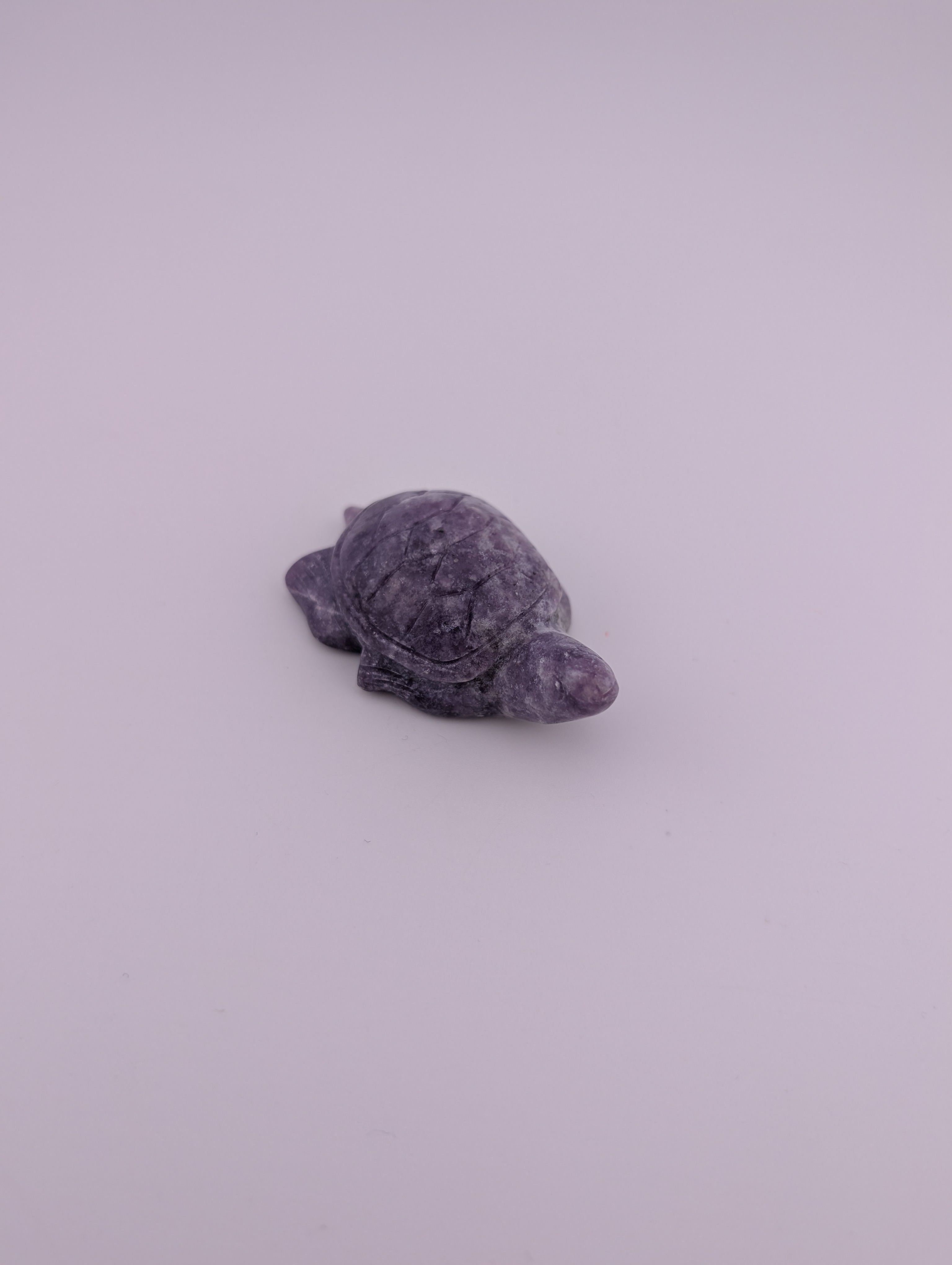 Schildkröte