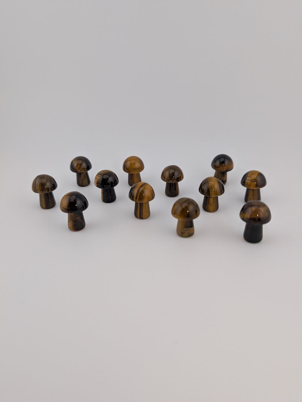 Tigerauge Pilz