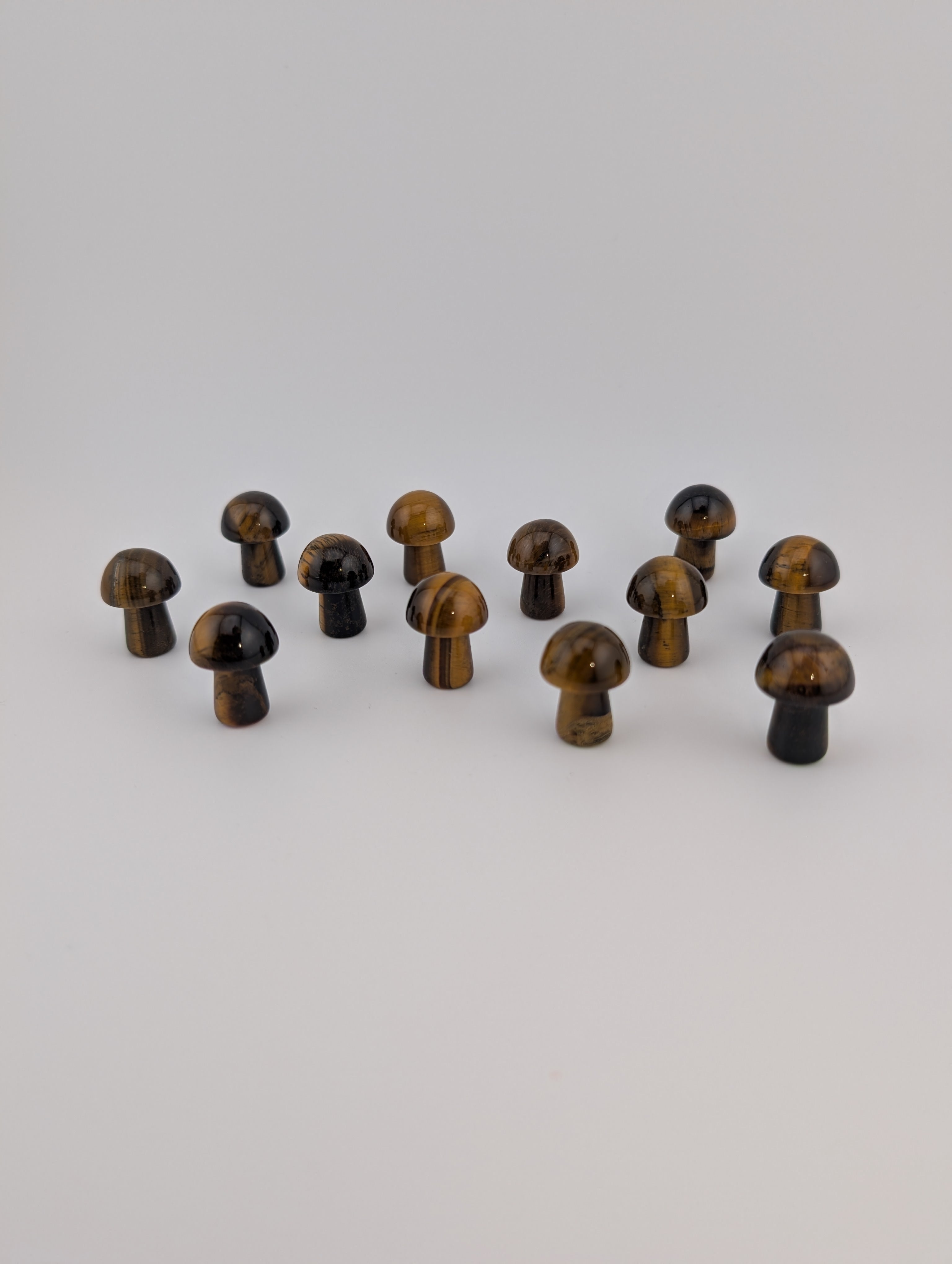 Tigerauge Pilz