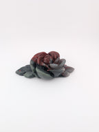 Afrikanischer Blutstein Blume