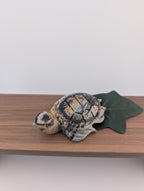 Bilder Jaspis Schildkröte