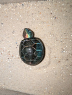 Labradorit Schildkröte