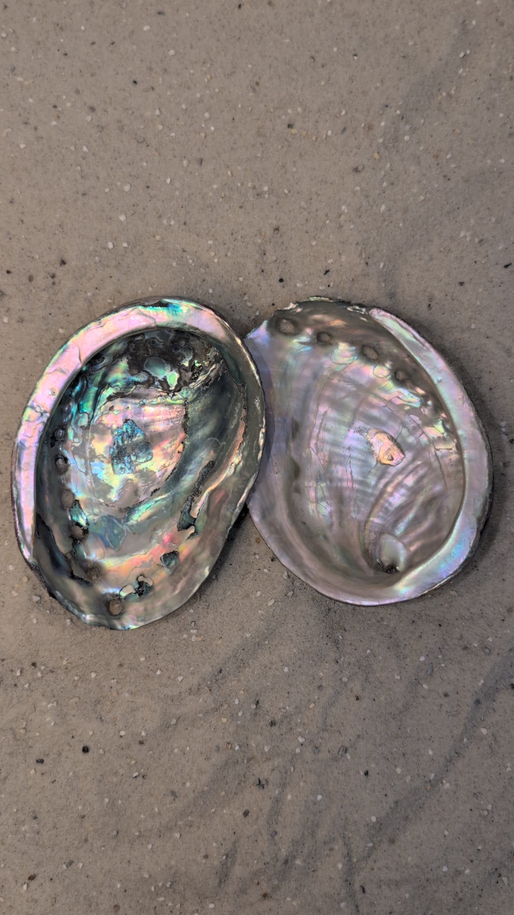 Abalone Muscheln