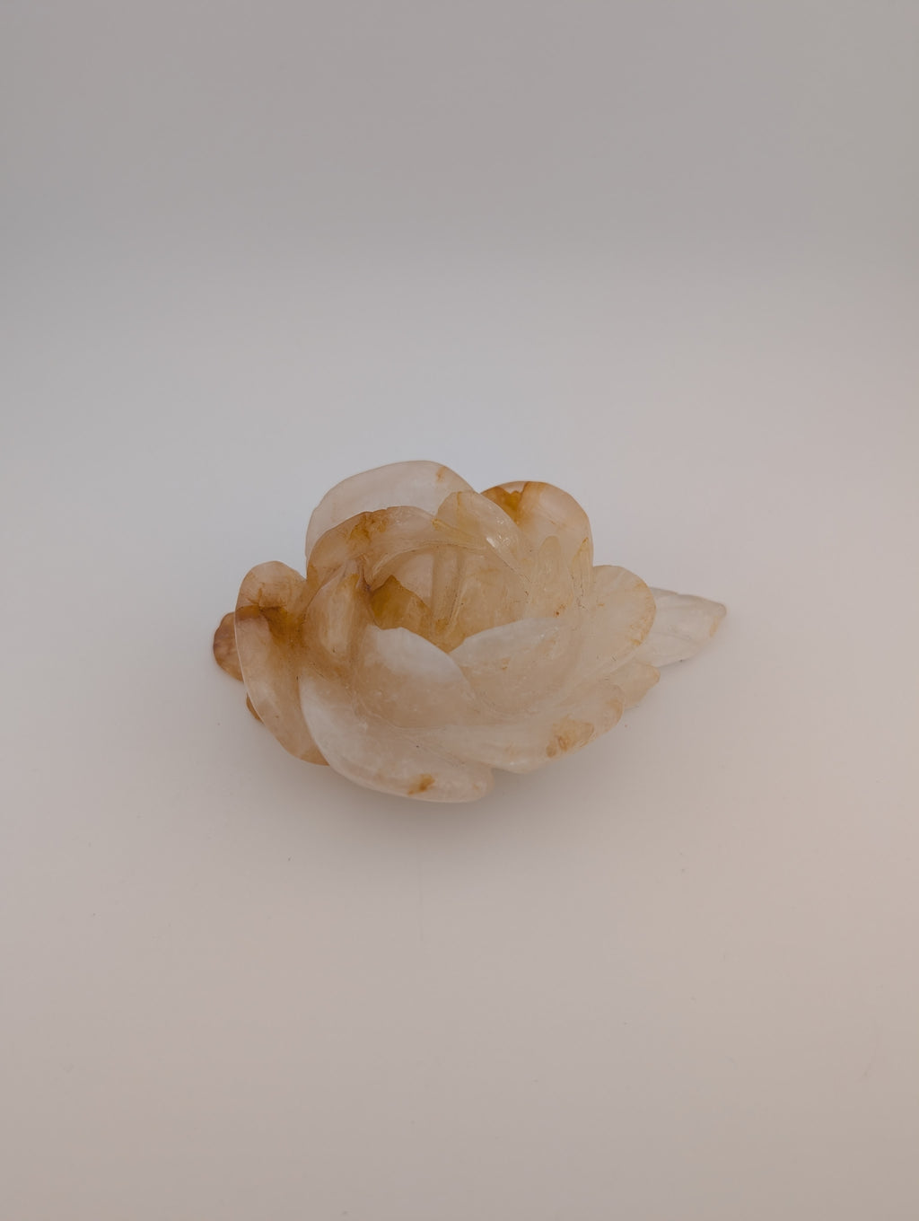Golden Healer Blume