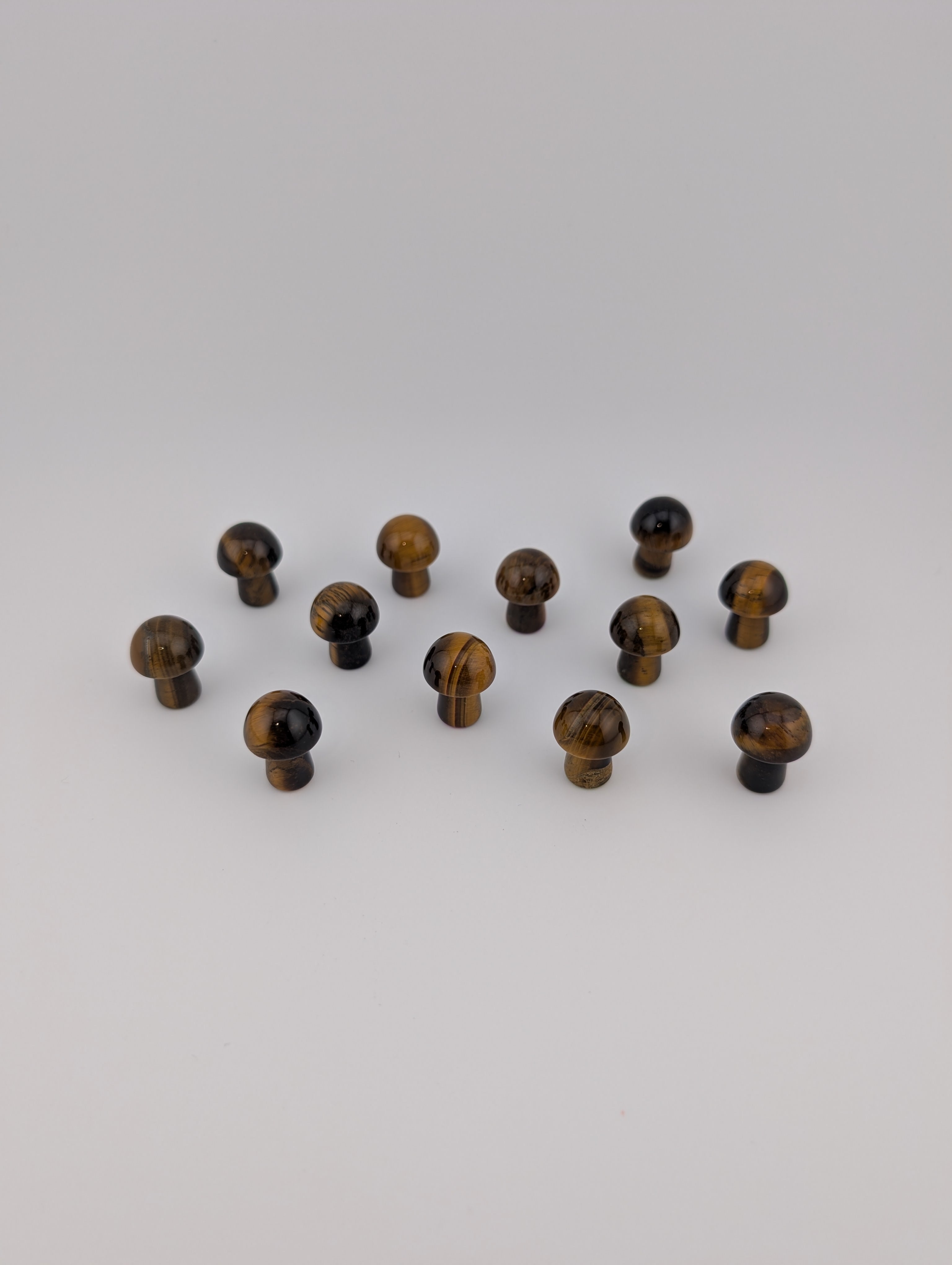 Tigerauge Pilz
