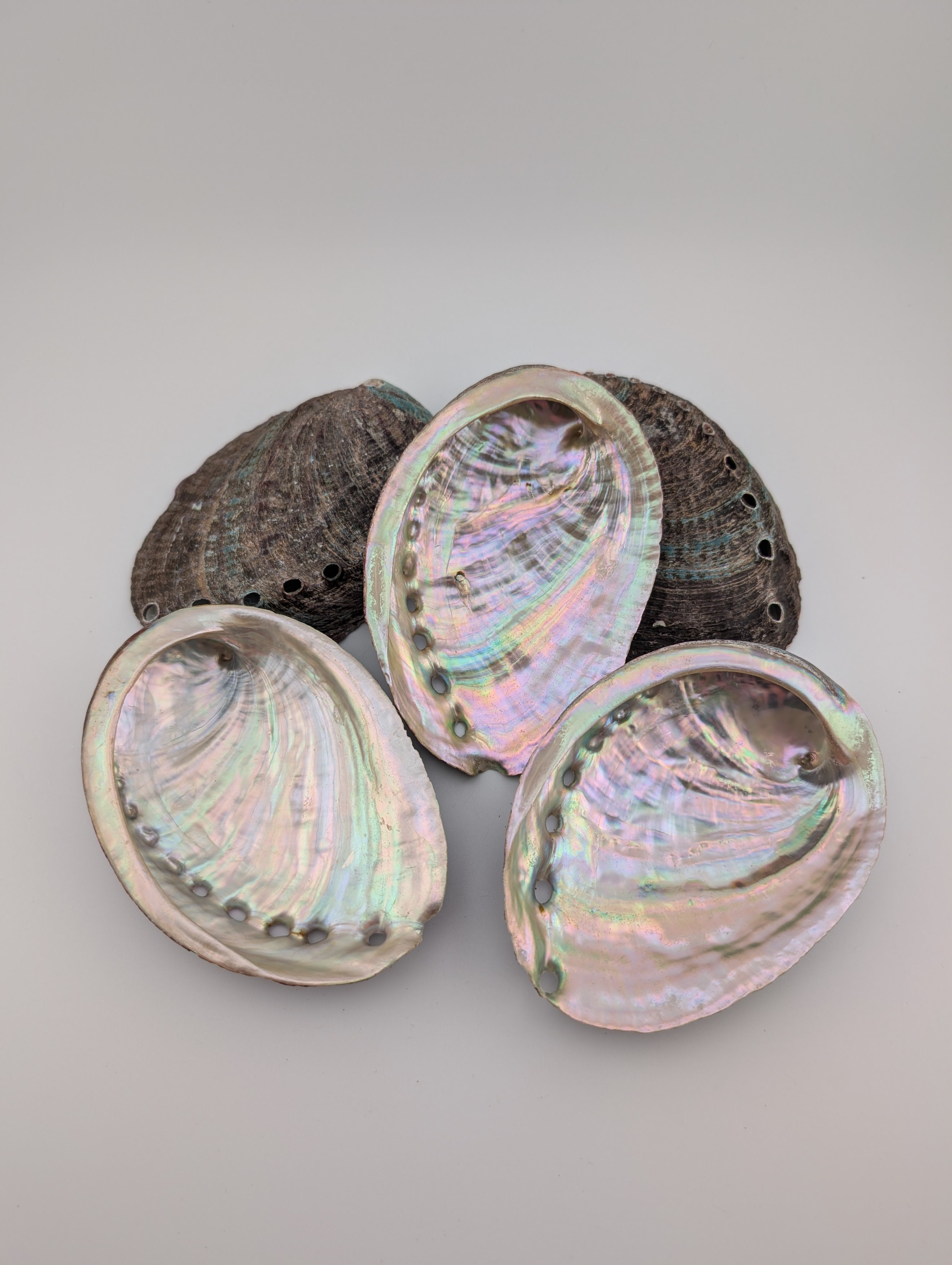Abalone Muschel