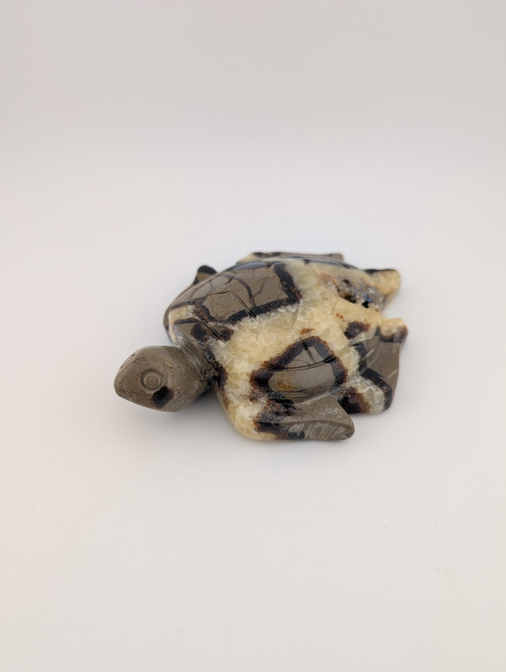 Septarien Schildkröte