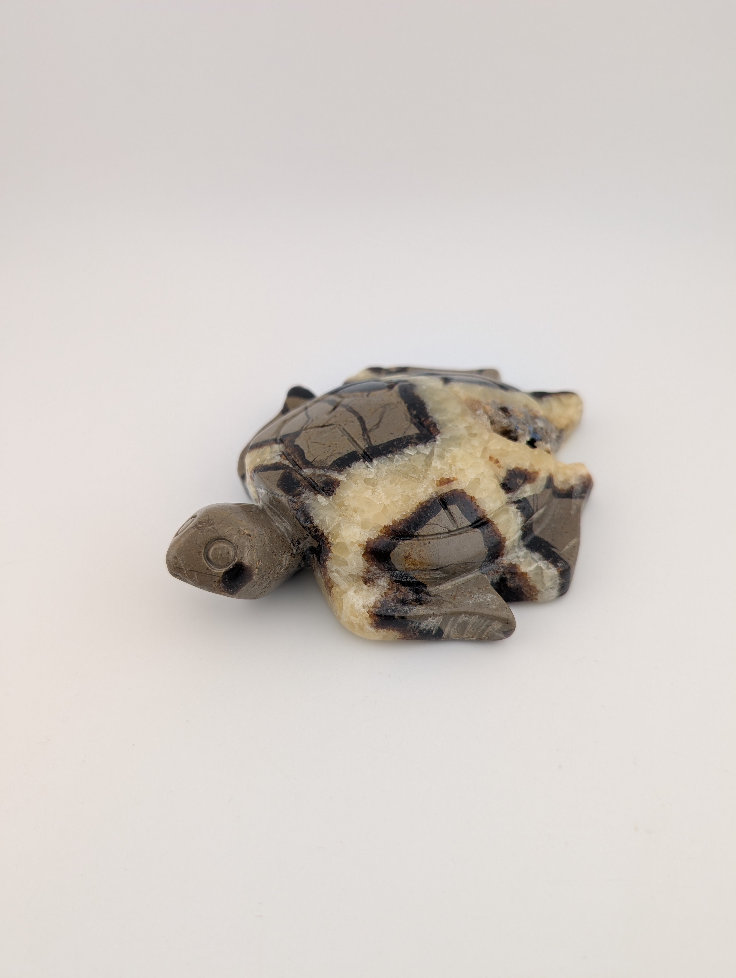 Septarien Schildkröte