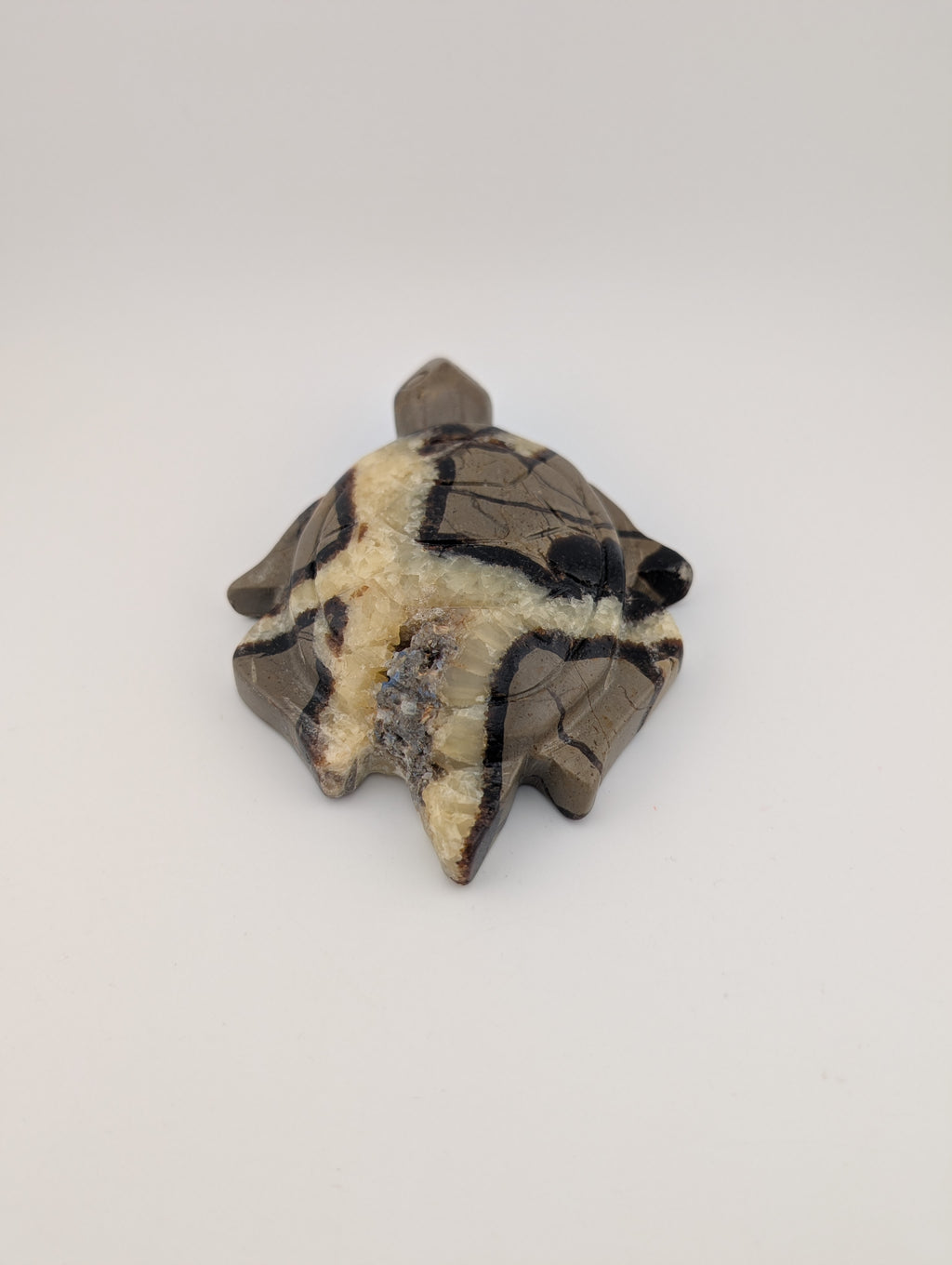 Septarien Schildkröte