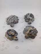 Bilder Jaspis Schildkröte